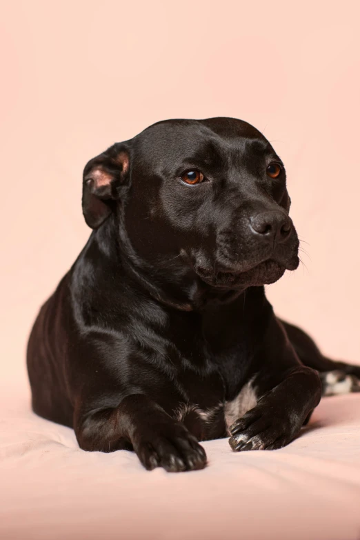 a black dog lying on pink bedding