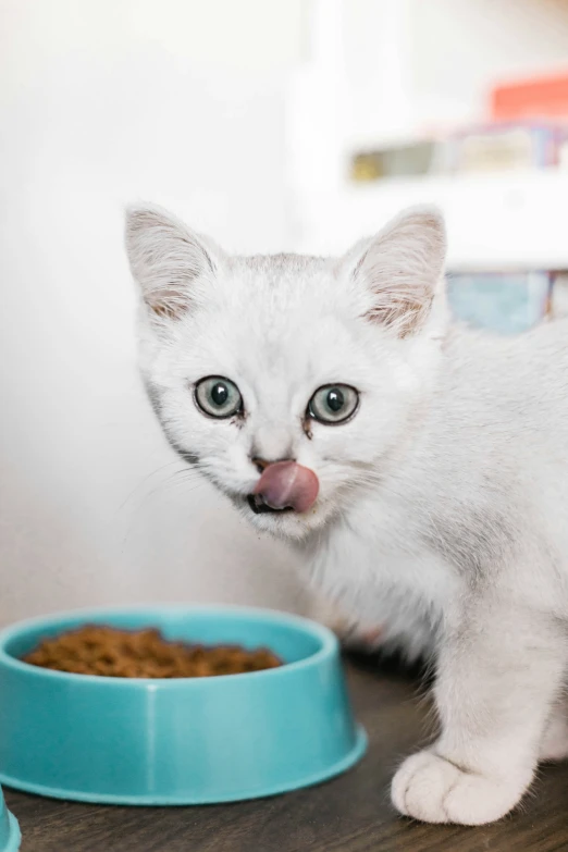 a white cat licking its teeth with a blue bowl behind it