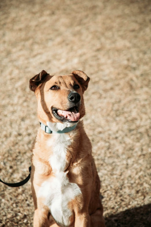 a tan dog sitting on the ground with it's mouth open