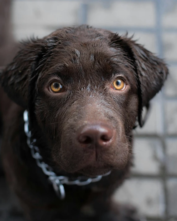 a black dog looking into the camera while wearing a collar