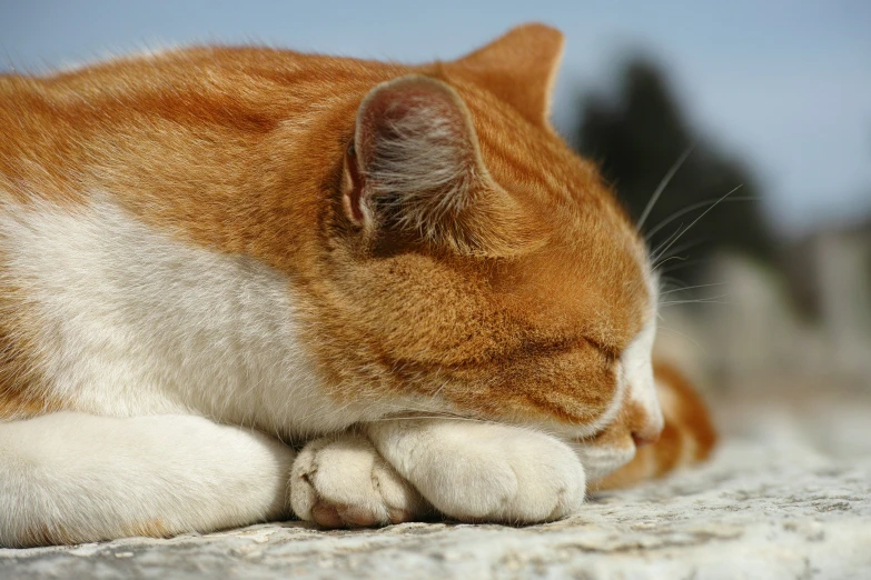 an orange and white cat sleeping on a stone surface