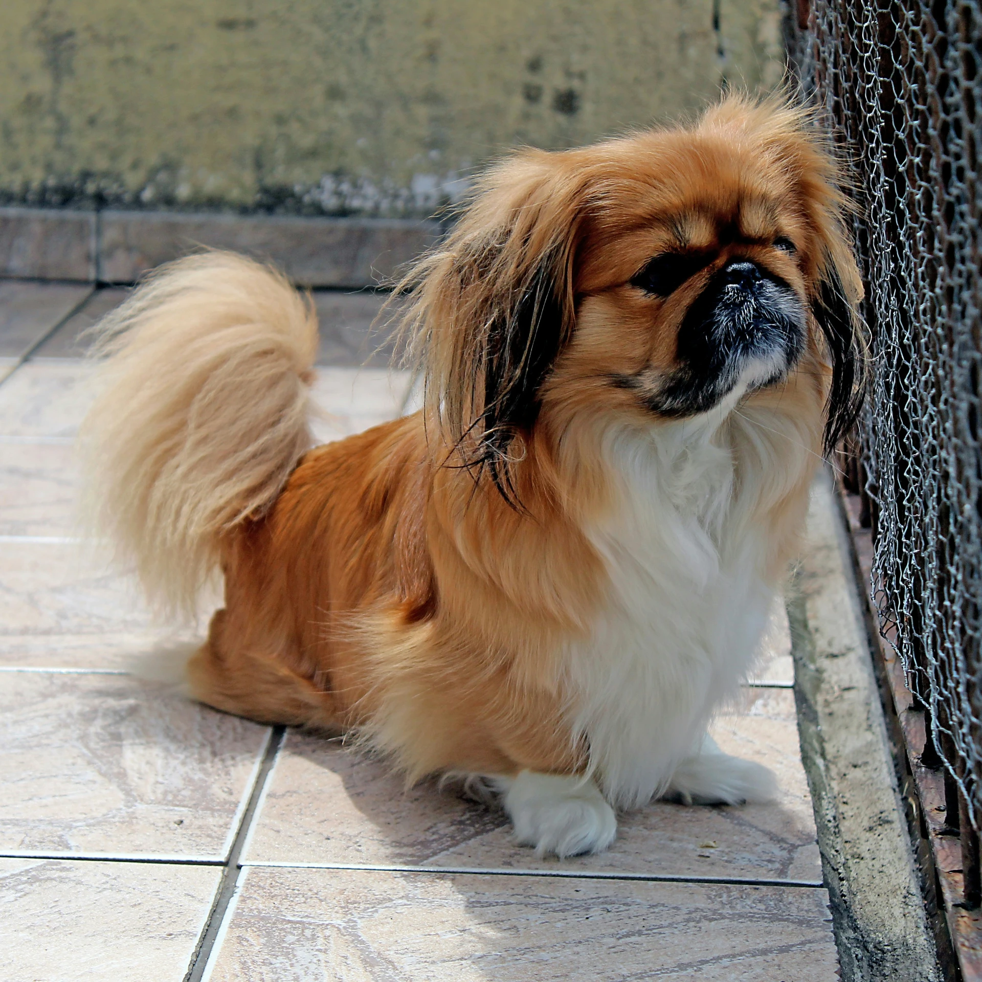 a small brown and white dog standing next to a metal fence