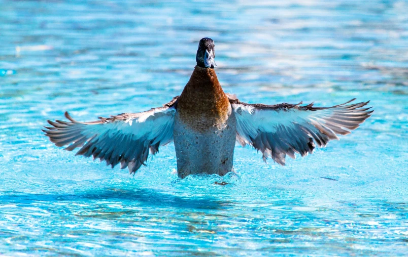 a duck stretching out of the water and stretching its wings