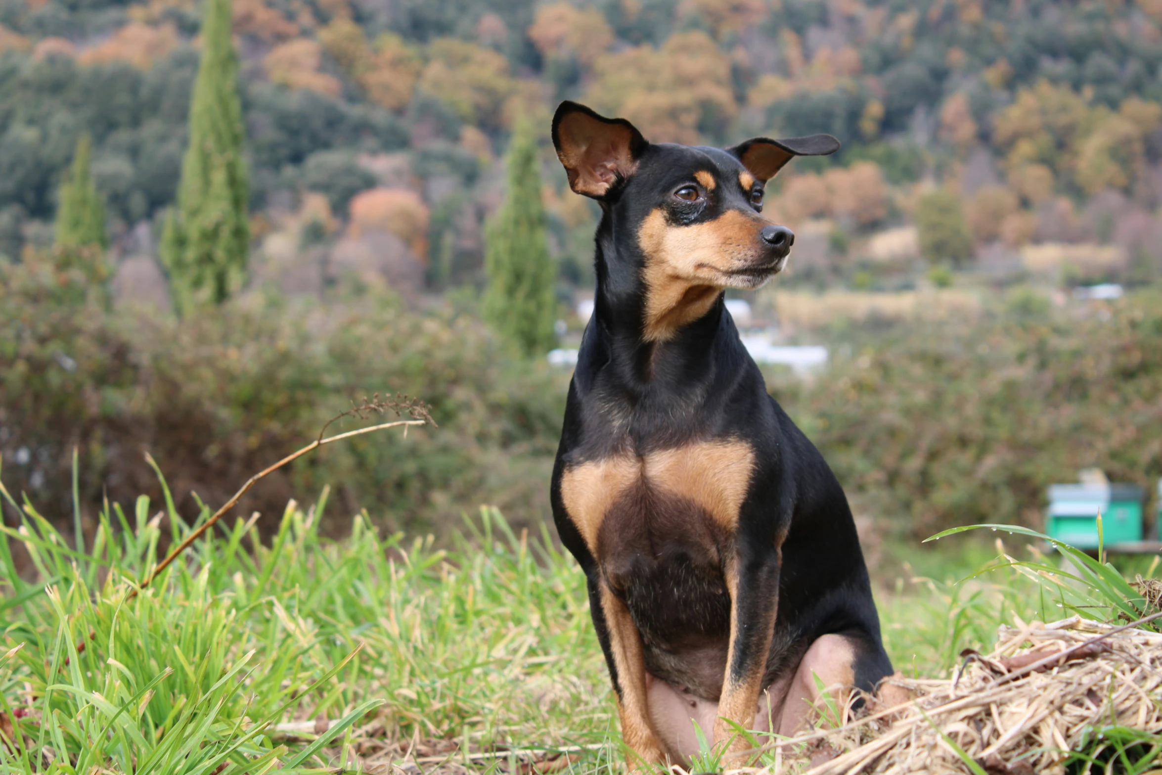 a black and brown dog sits in the grass