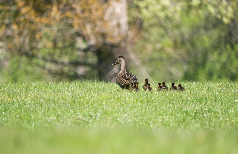 several ducks in a field near the trees