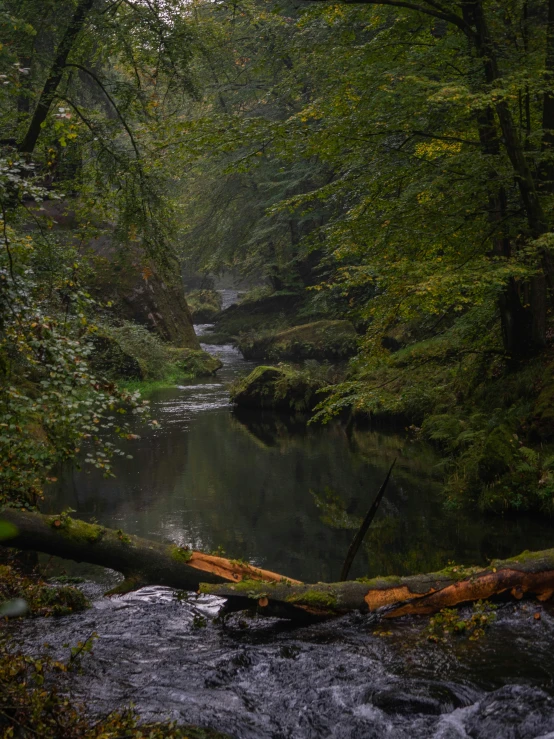 a small river running through a wooded area