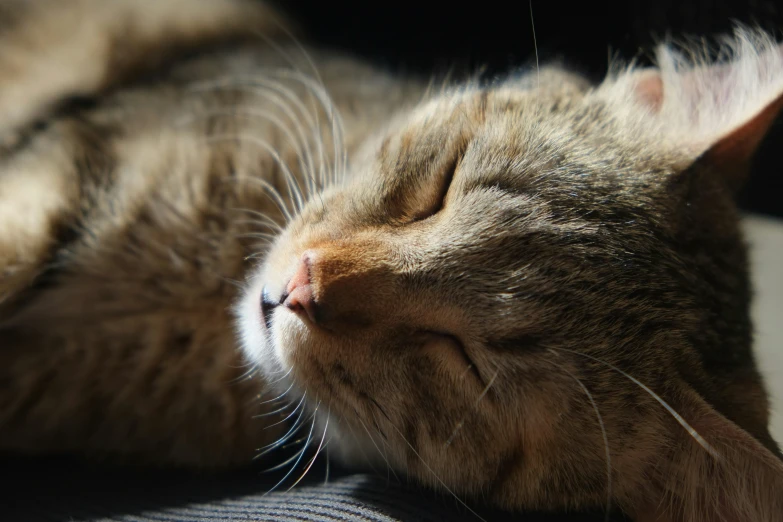 a brown cat laying on top of a couch next to a window