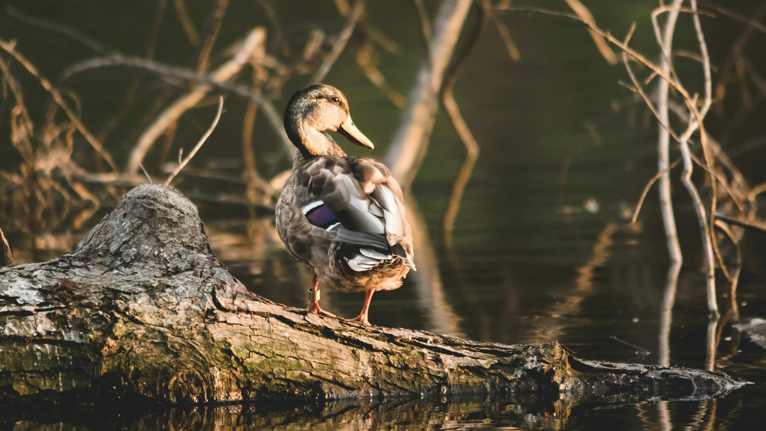 the mallard is sitting on a log by the water