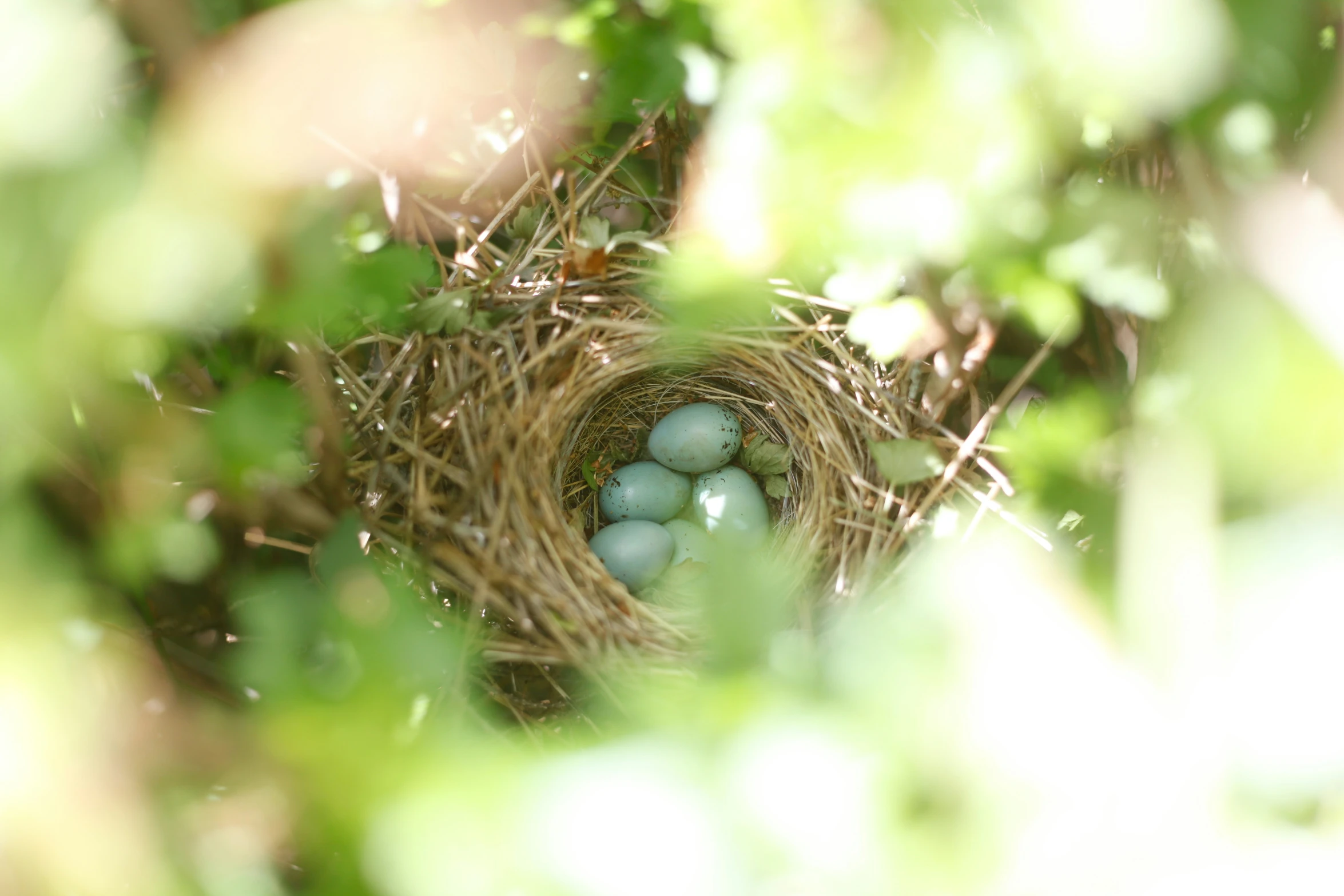 a small nest of three eggs sitting on top of a green tree