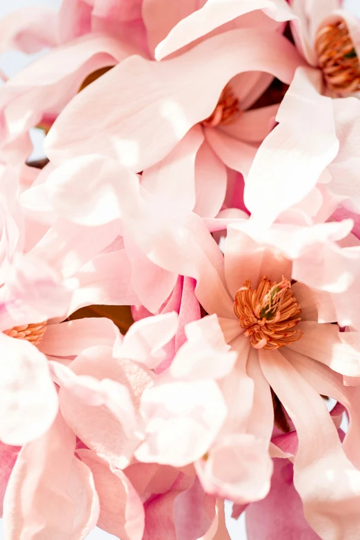 a close up picture of some pink flowers