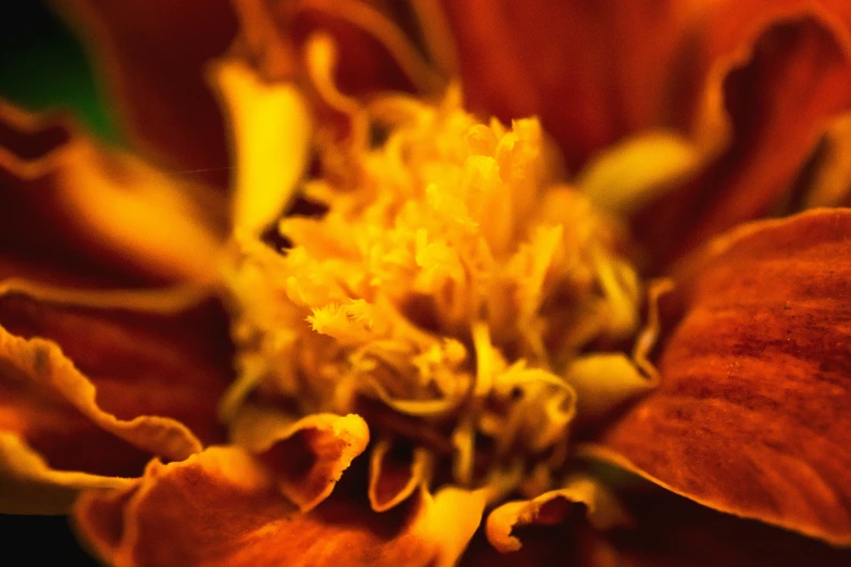 a close up of a brown flower with leaves