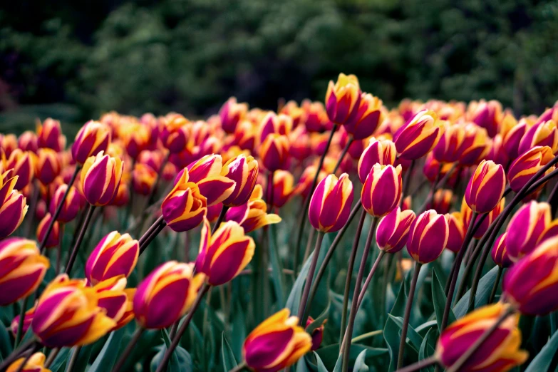 the colorful red and yellow flowers are in the field