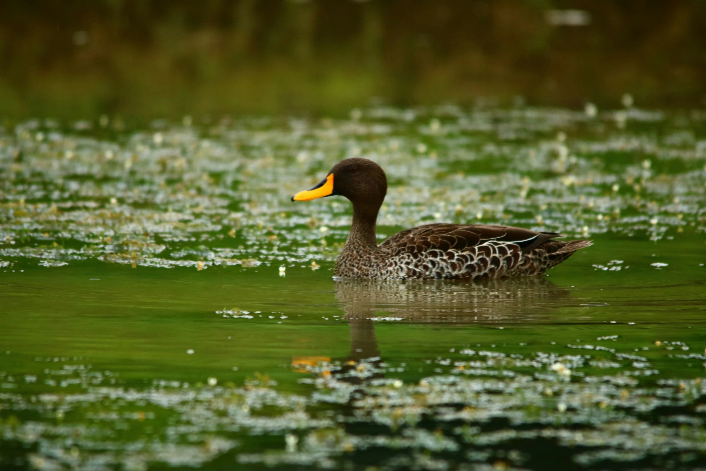 a duck is swimming through a body of water