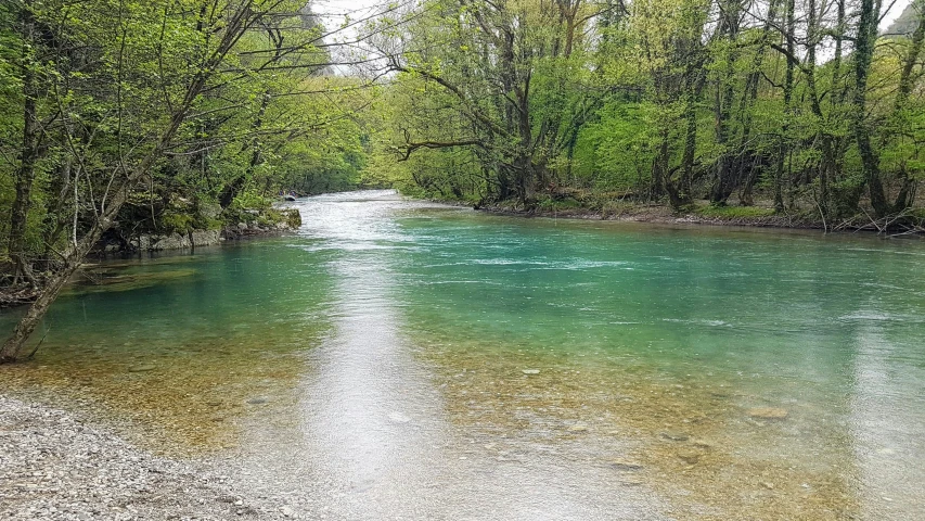 a river in the woods surrounded by green trees