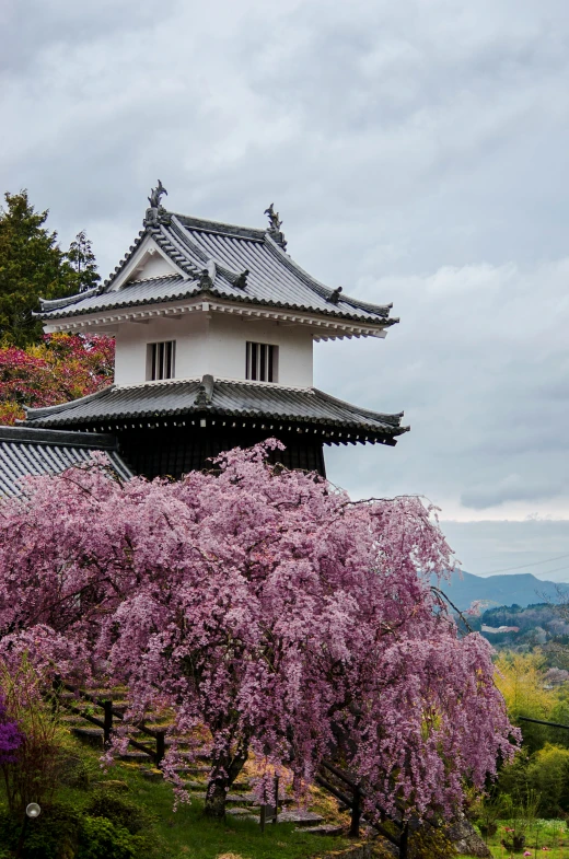 there is a cherry blossom tree in bloom