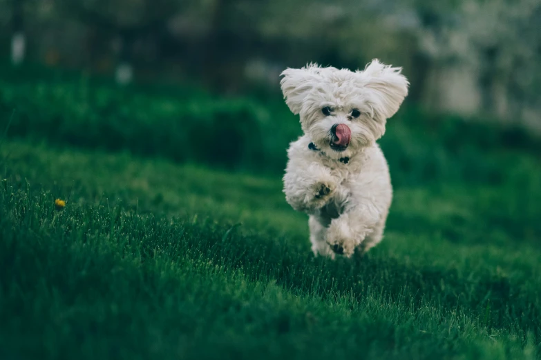 a white dog running through the grass on a field