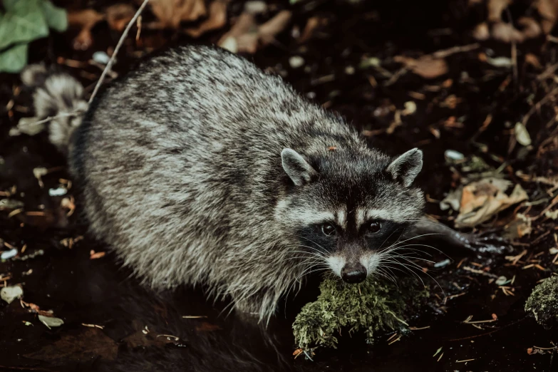 a rac searching through dirt with a bush on the ground