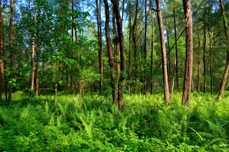 the forest is full of tall green trees