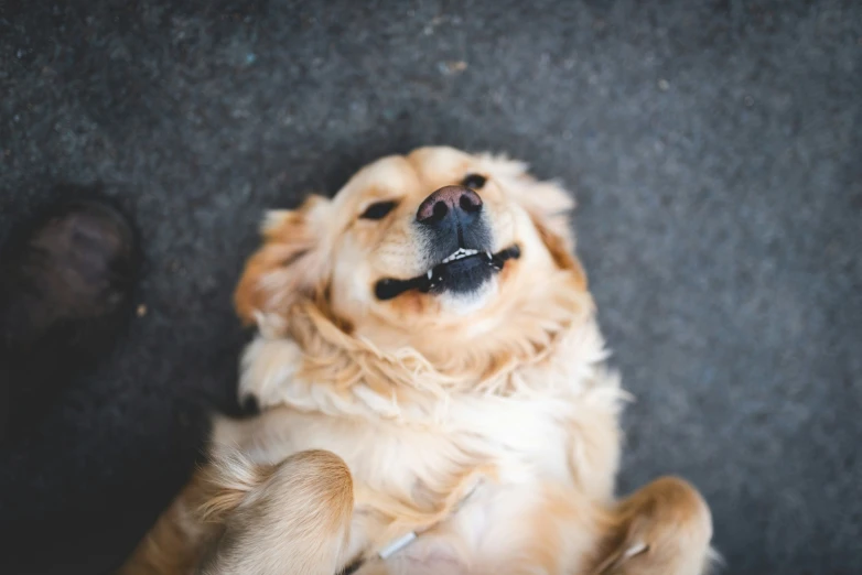 a dog that is looking up and laying down