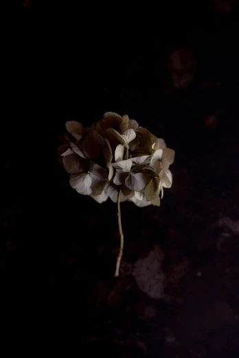 a flower in the dark with light coming in from the petals