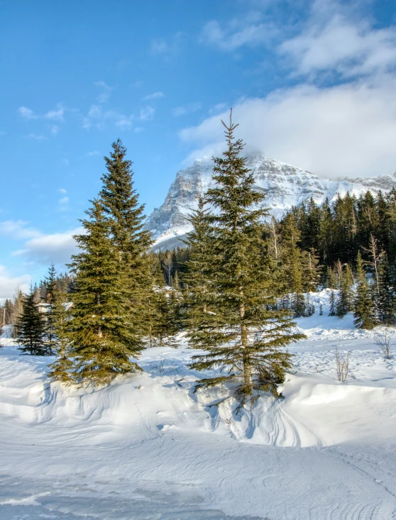 a small group of pine trees on a snowy mountain