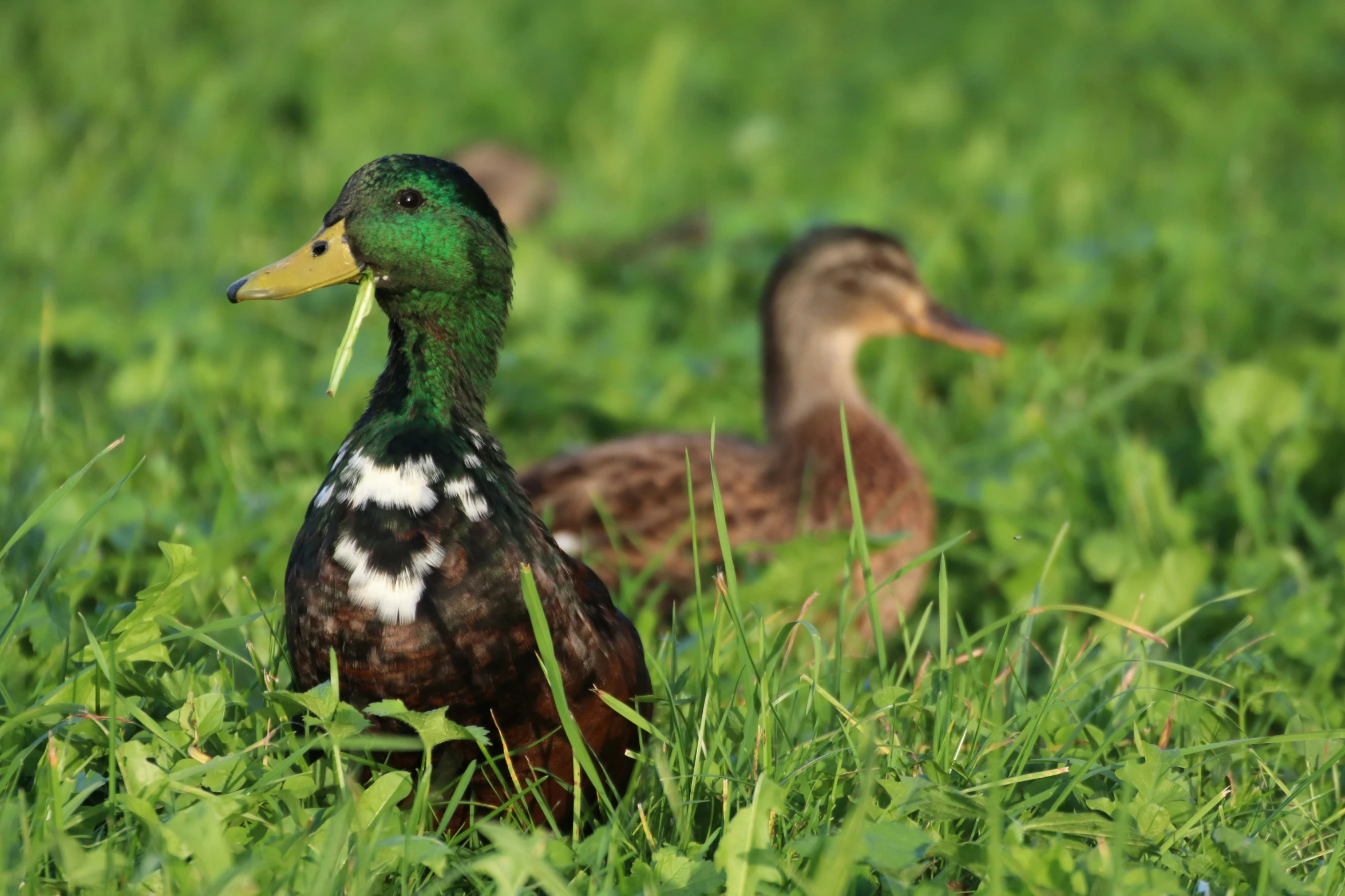 a green and white duck in a grassy field