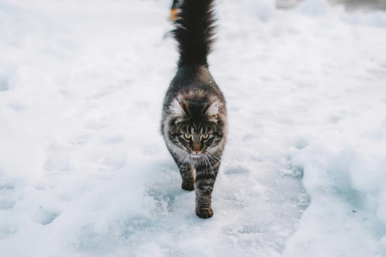 a cat that is walking in some snow