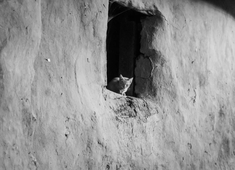 a white cat standing inside of an open hole in a concrete wall