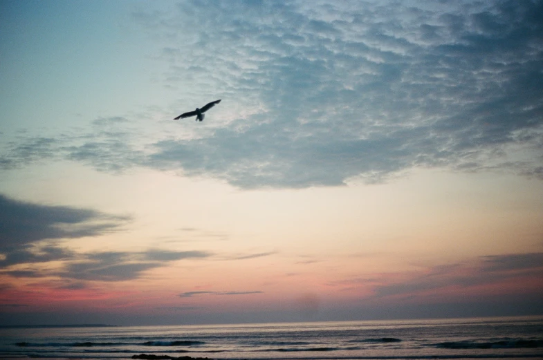 bird flying over the beach at sunset