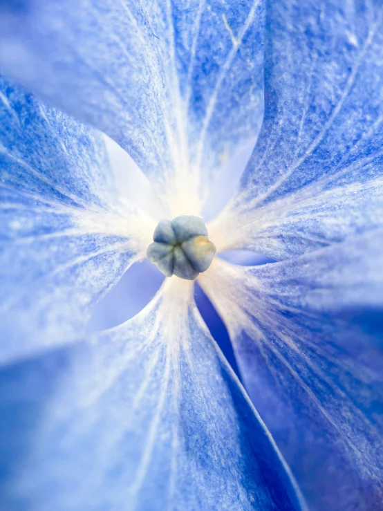 close up view of an open blue flower