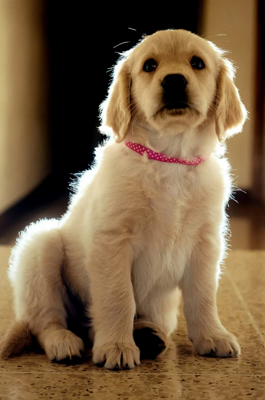 a dog sitting on top of a tiled floor