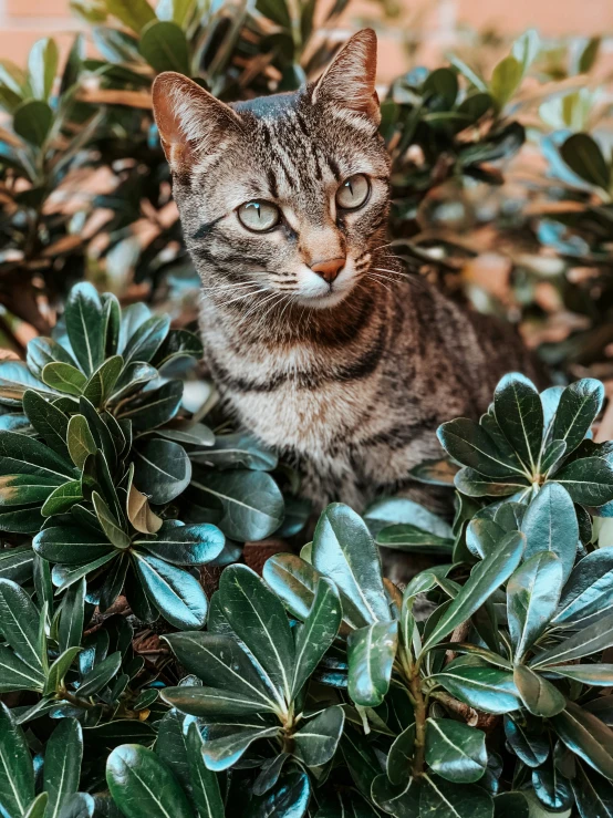 a tabby cat sits among small green leaves