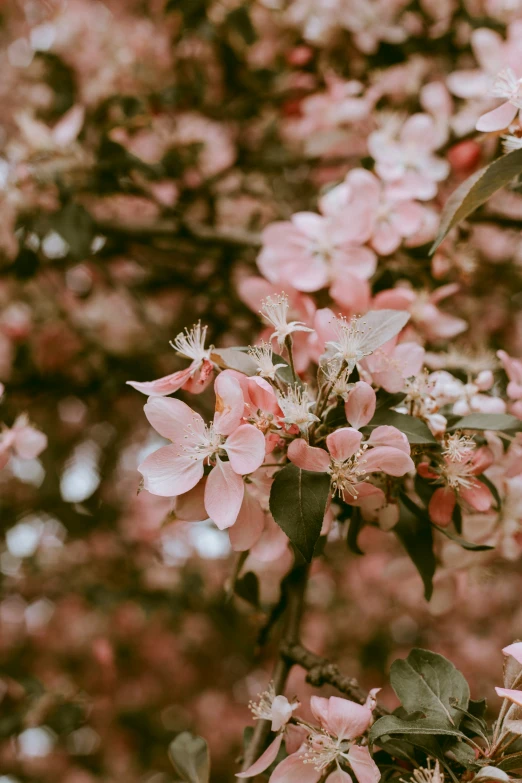 a flowery nch that has several flowers growing