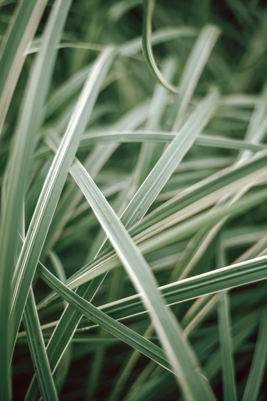 grass is shown growing from the ground