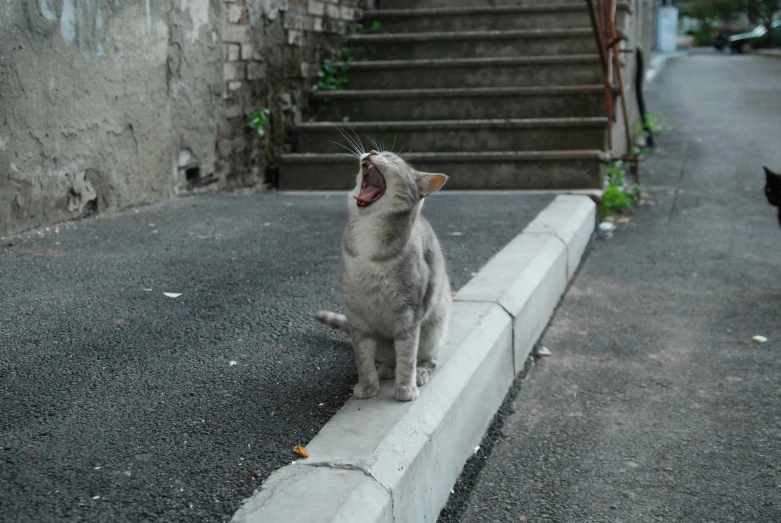 two cats sitting on concrete steps, one with his head up