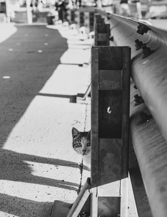 the cat is laying down at the back of the bench