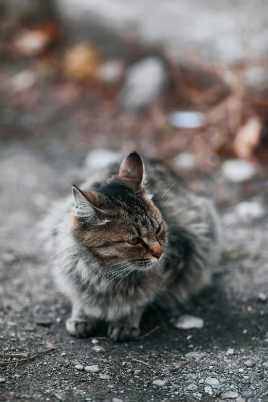 a cat that is standing on some concrete