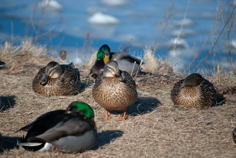 a group of mallards is laying on the ground