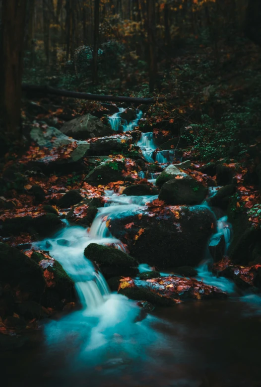 a stream flows through the jungle covered in leaves