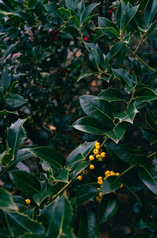 leaves with bright yellow flowers in a bush