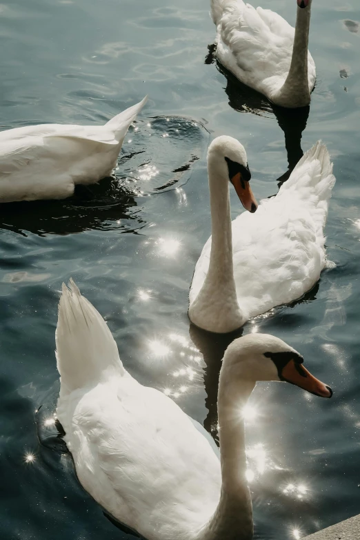 three swans swimming in water in front of the sun