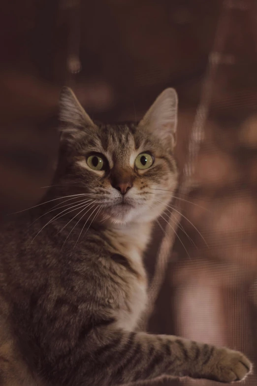 a striped tabby cat is looking intently