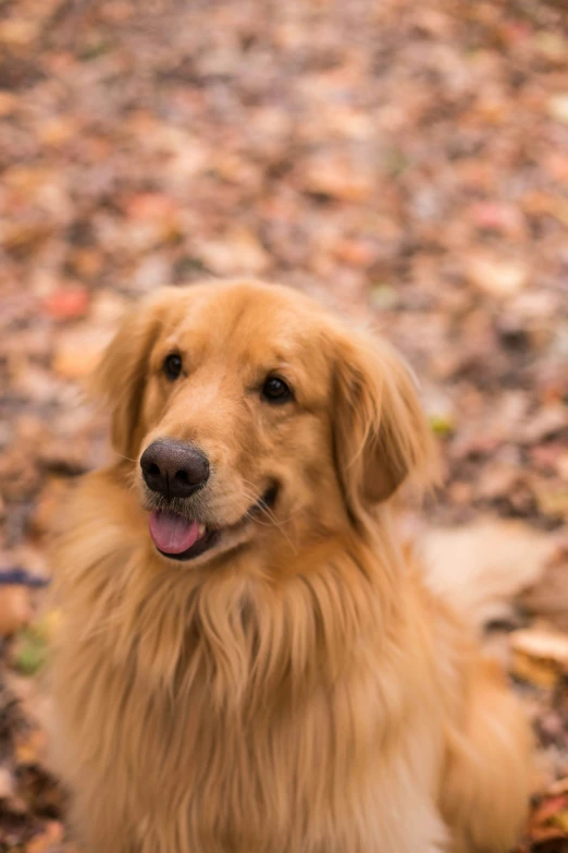 the golden retriever is looking up at the camera