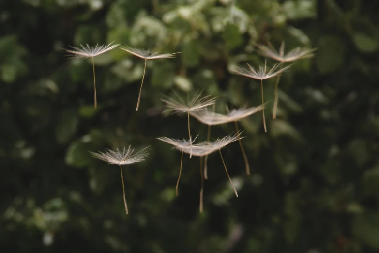 a bunch of dandelions that are outside next to a leafy tree