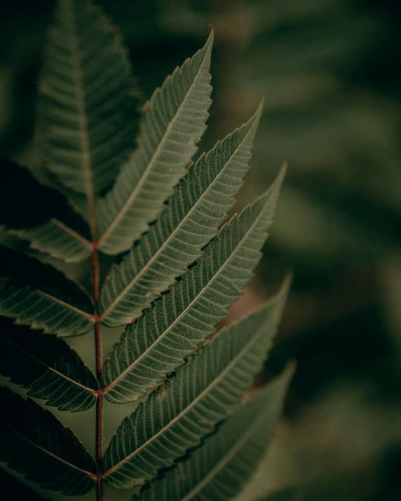 green leaves with brown tips are the subject of this picture