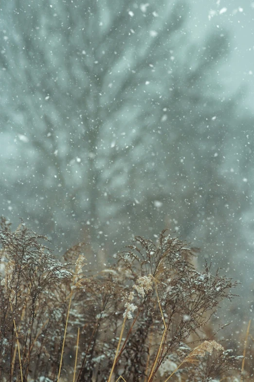 the grass is blowing in the wind with a lot of snow