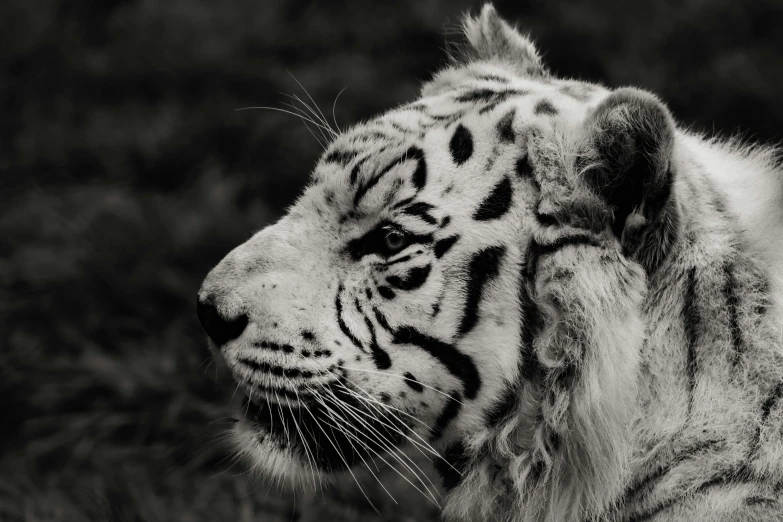 white tiger in the wild staring