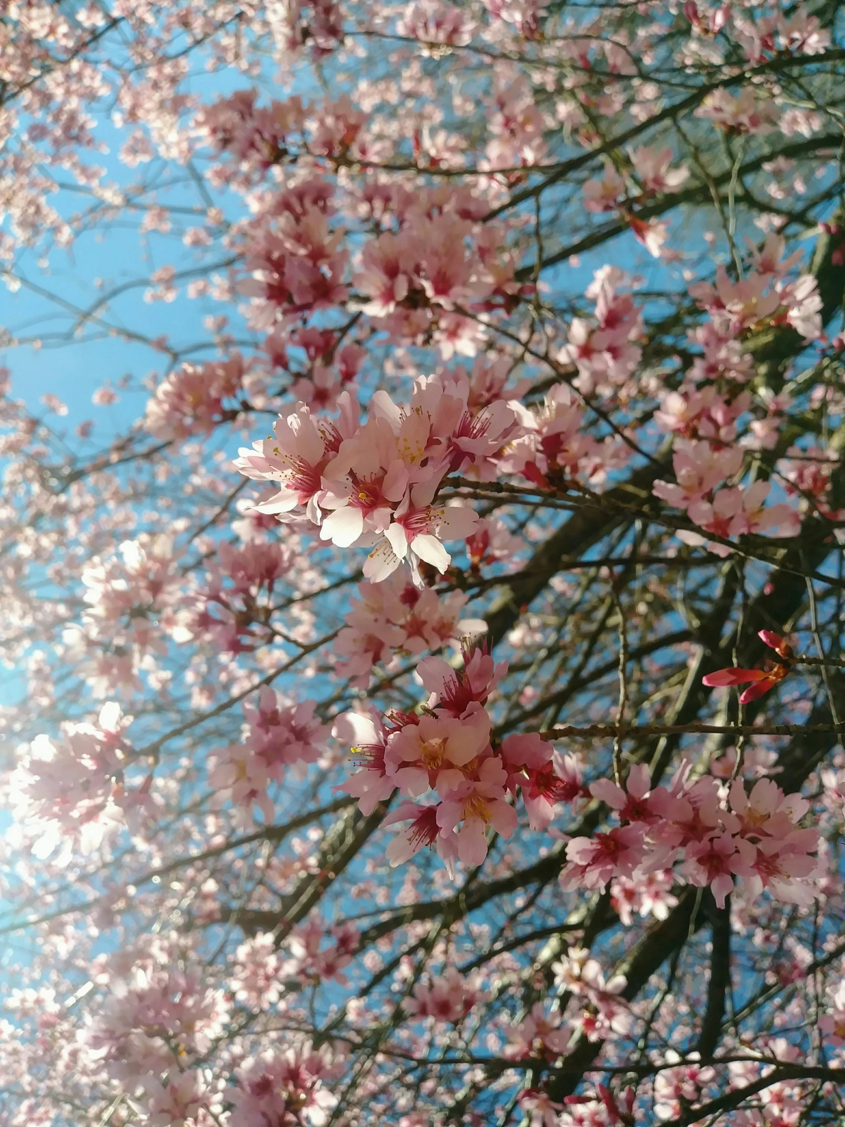 a tree with many blossoming pink flowers under a blue sky