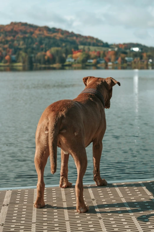 a dog standing on the edge of a dock near a lake