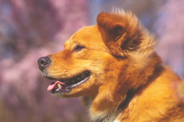 a dog with its mouth open and a blurred background